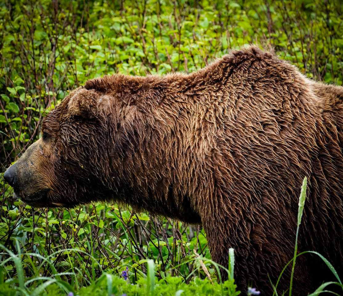 Wildlife & Refuge